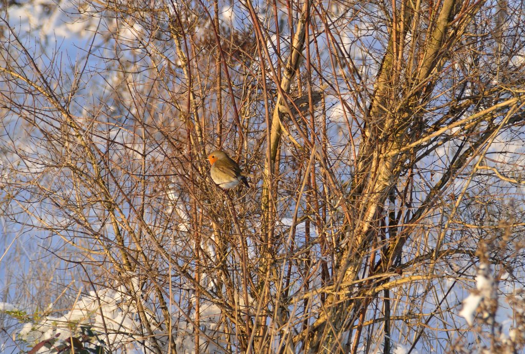 Am Samstag den 8.12.2012 ist dieses Rotkehlchen(Erithacus) auf Futtersuche in einem Gebsch am Bahnsteig in Allerheiligen.