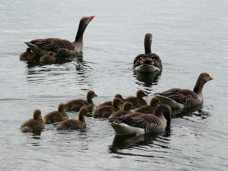 Am Ufer raschelt etwas (ein unvorsichtiger Fotograf) - also schnell weg von hier, die Graugnse/Wildgnse (Anser anser) flchten ins sichere Element Wasser; Schaalsee, 13.05.2010
