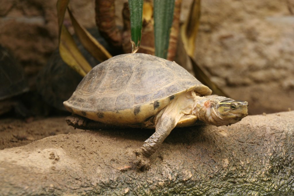 Amboina-Scharnierschildkrte (Cuora amboinensis) kurz vor dem Sprung ins Wasser. Tierpark Berlin am 9.1.2010.