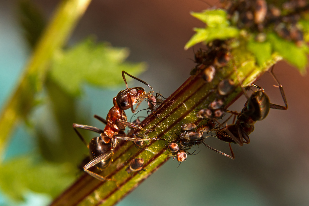 Ameisen beim  Melken  von Blattlusen. - Aug. 2012