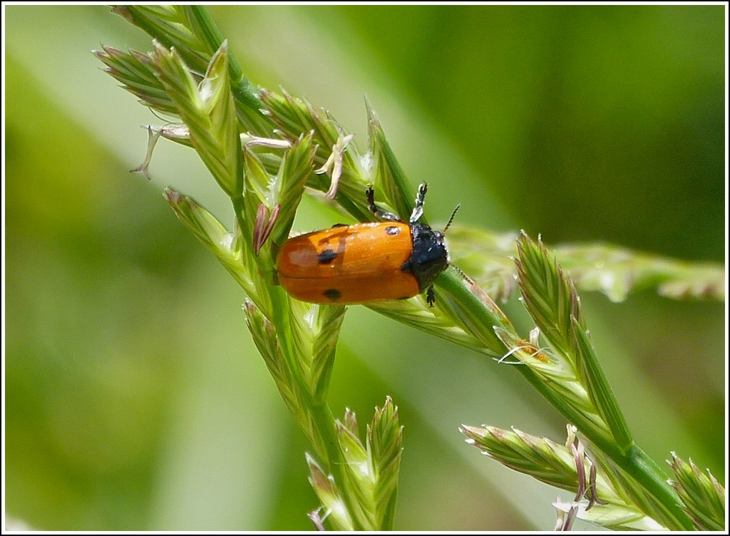 Ameisen-Blattkfer (Clytra laeviuscula) gesehen am 01.07.2013.