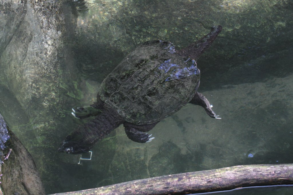 Amerikanische Schnappschildkrte (Chelydra serpentina) am 13.9.2010 im Toronto Zoo.