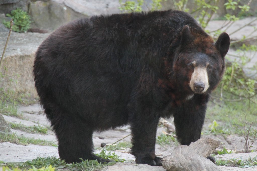 Amerikanische Schwarzbr (Ursus americanus) am 18.4.2010 im Tierpark Berlin.