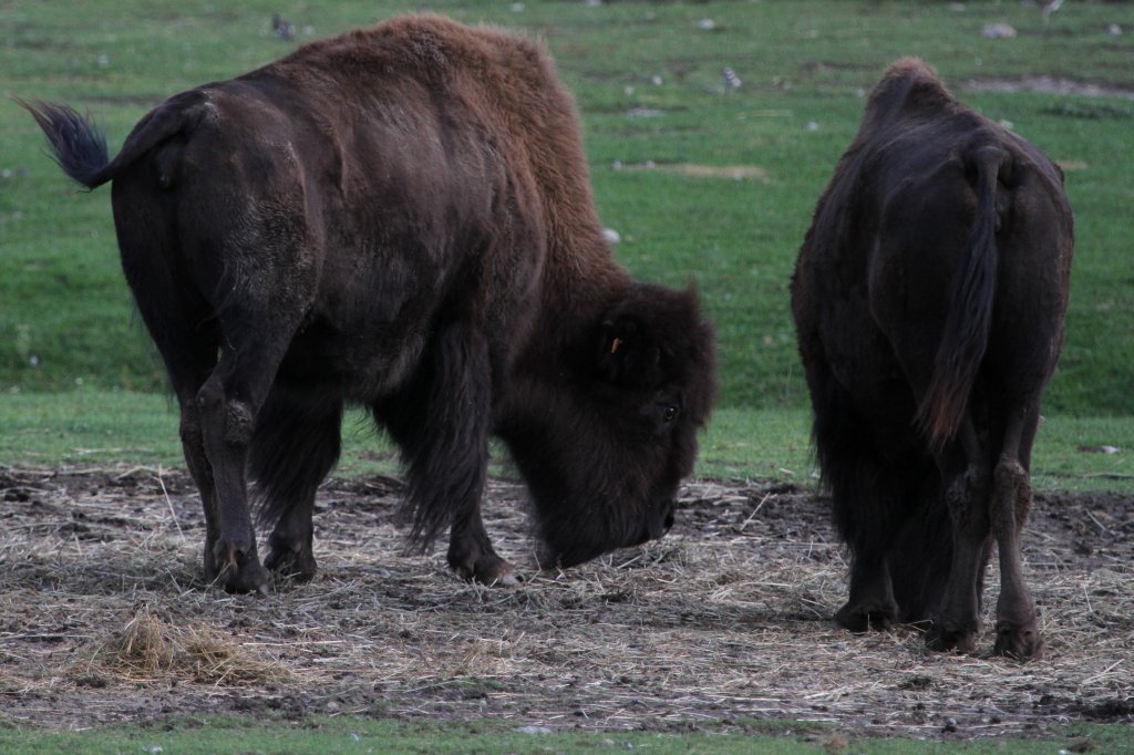 Amerikanische Waldbisons (Bison bison athabascae) am 13.9.2010 im Toronto Zoo.