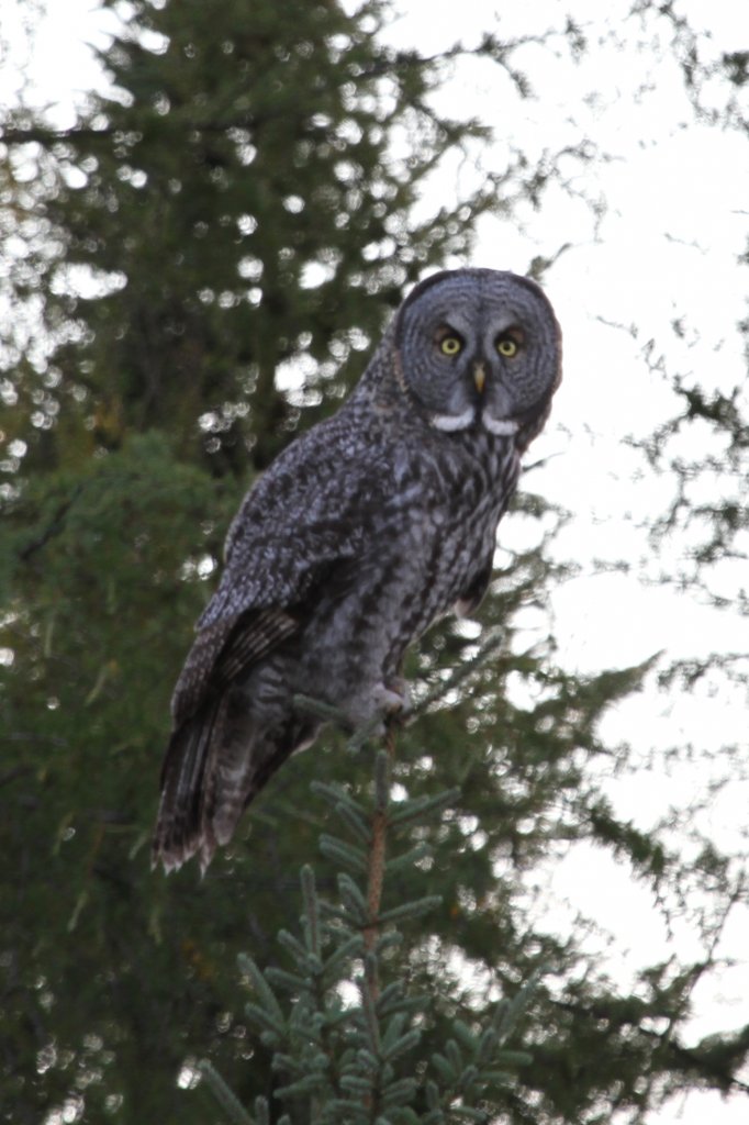 Amerikanischer Bartkauz (Strix nebulosa nebulosa) am 19.9.2010 in der Region Abitibi im Nordosten von Ontario.