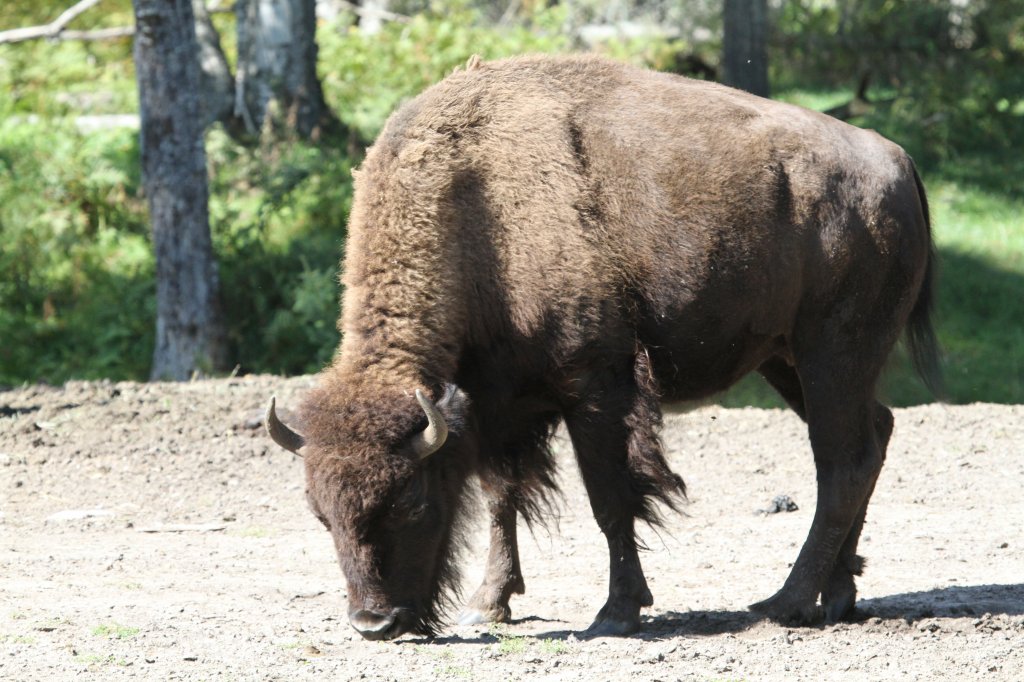 Amerikanischer Bison (Bison bison) am 18.9.2010 im Zoo Sauvage de Saint-Flicien,QC.