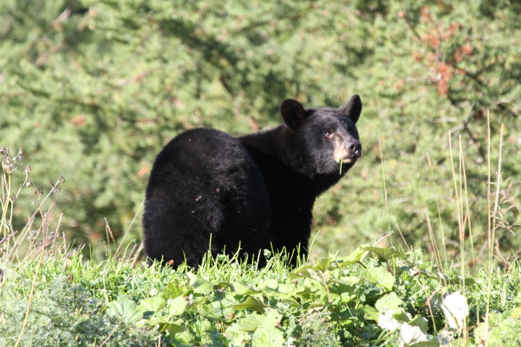 Amerikanischer Schwarzbr (Ursus americanus) am 18.9.2010 in Quebec.