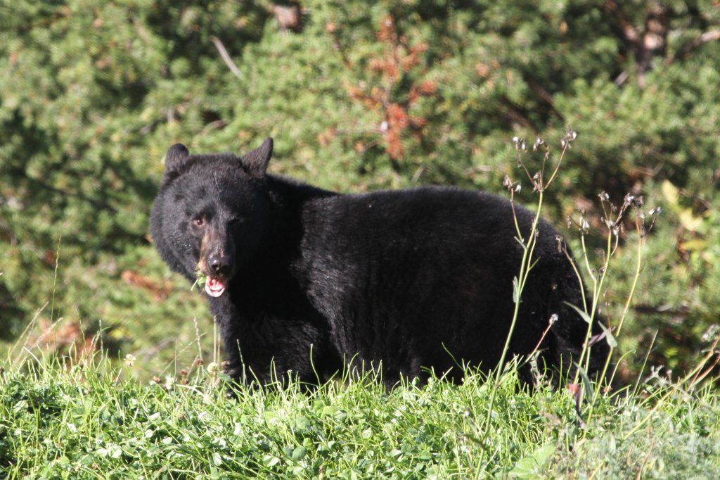 Amerikanischer Schwarzbr (Ursus americanus) bei Grasen am 18.9.2010 in Quebec.