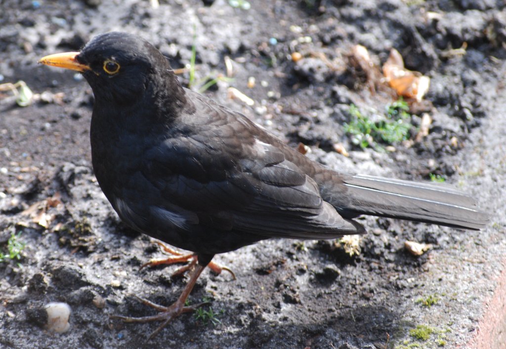 Amsel ♂ im Garten (DEUTSCHLAND Oldenburg, 23.04.2007) Tierfotos.eu