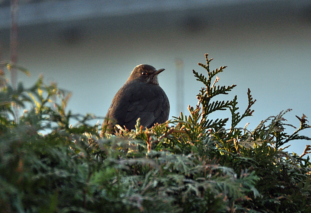 Amsel auf einer Hecke - 31.01.2012