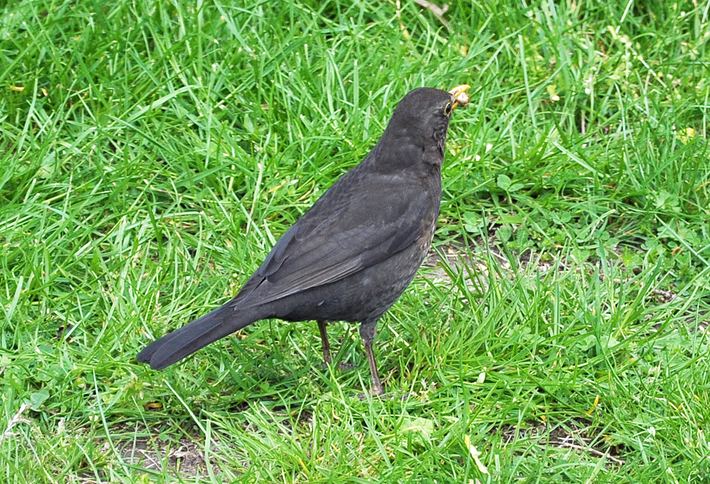 Amsel auf einer Wiese bei Euskirchen - 11.05.2013