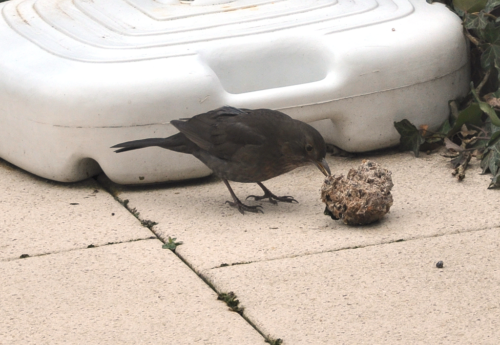 Amsel beim futtern auf der Terrasse - 21.02.2013