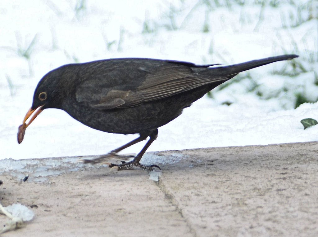 Amsel beim plndern eines Meisenrings - 08.03.2010