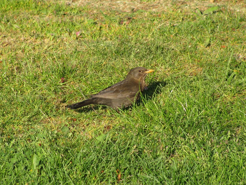 Amsel, gesehen und fotografiert in der Brgerwiese, Grevesmhlen 07.05.2011