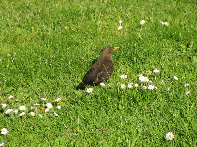 Amsel, gesehen und fotografiert in der Brgerwiese, Grevesmhlen 07.05.2011