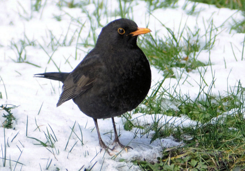 Amsel im heimischen Garten auf Futtersuche - 08.03.2010