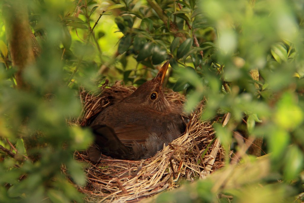 Amsel whrend des Brtens im Nest am 23.04.2011