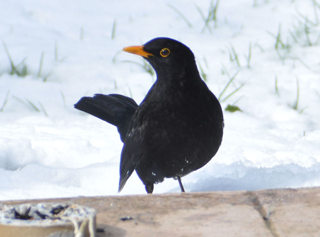 Amsel zu Besuch im Garten - 08.03.2010