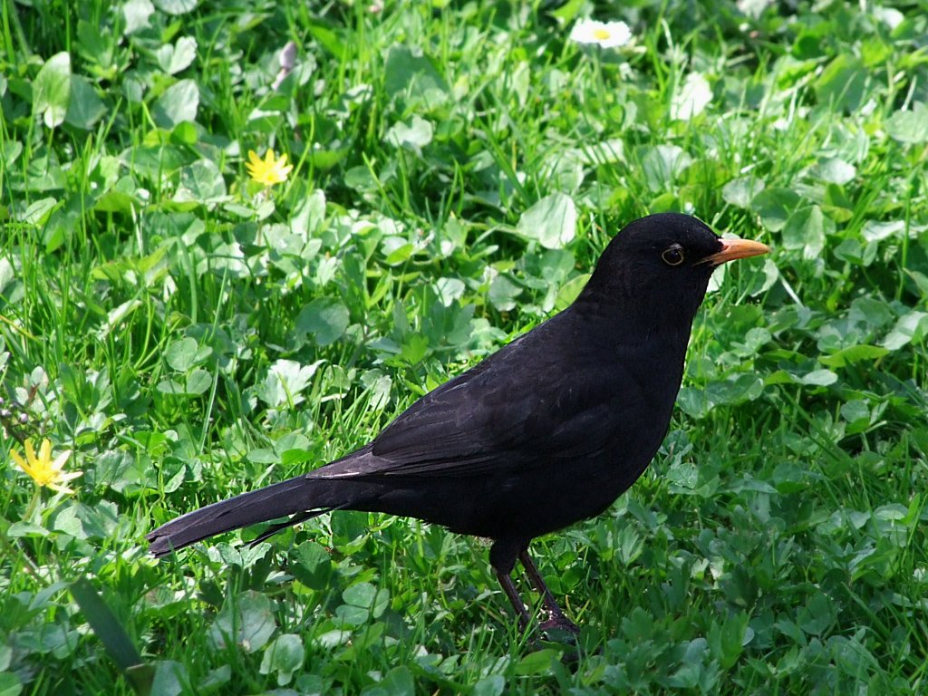 Amselmnnchen mit einer Zecke ber dem rechtem Auge;100425