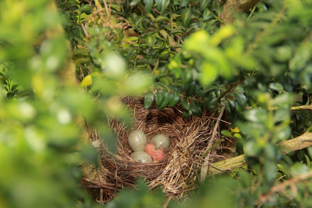 Amselnest mit drei Eiern und einem geschlpften Amselbaby am 22.04.2011