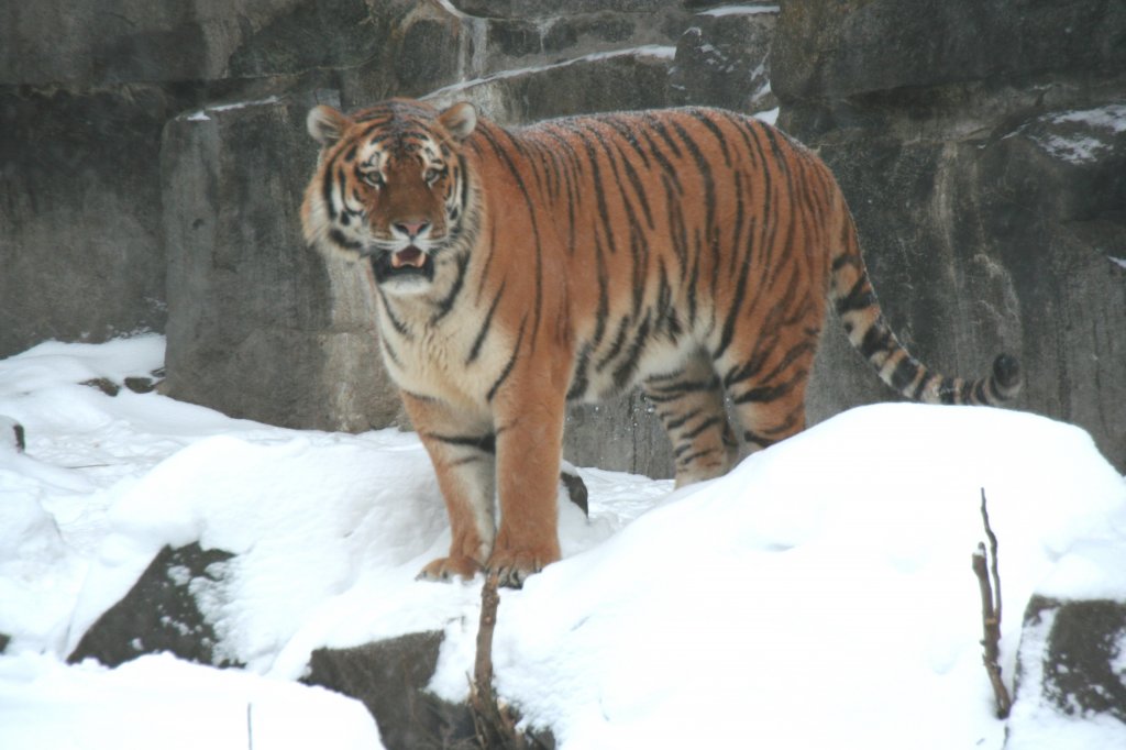 Amur-Tiger (Panthera tigris altaica) am 9.1.2010 im Tierpark Berlin.