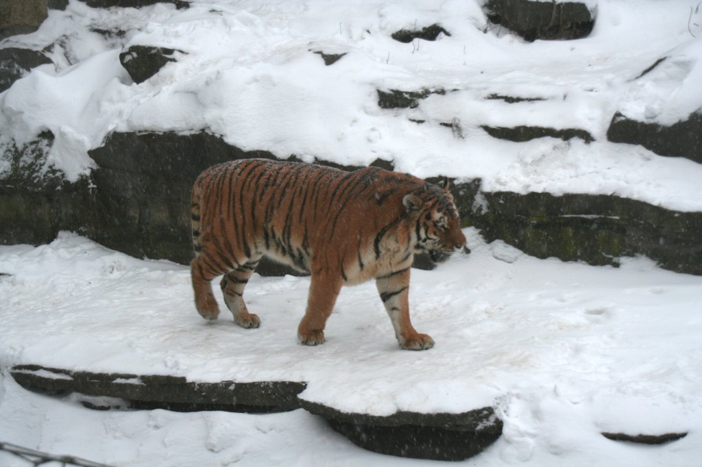 Amur-Tiger (Panthera tigris altaica) am 9.1.2010 im Tierpark Berlin.