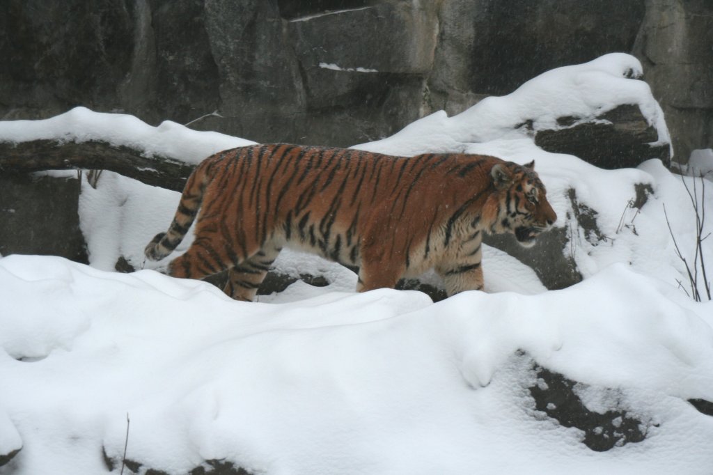 Amur-Tiger (Panthera tigris altaica) beim Spatziergang durch den Schnee am 9.1.2010 im Tierpark Berlin.