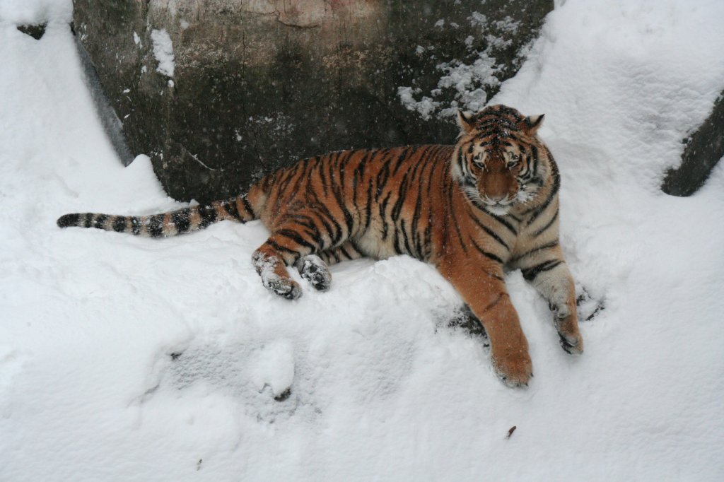 Amur-Tiger (Sibirischer Tiger) (Panthera tigris altaica) am 9.1.2010 im winterlichen Tierpark Berlin.