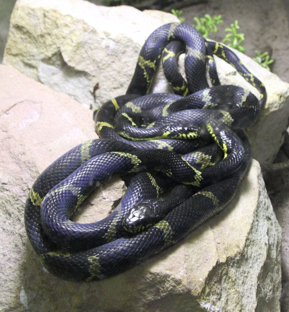 Amurnatter (Elaphe schrenckii) am 7.5.2010 im Exotarium Oberhof.