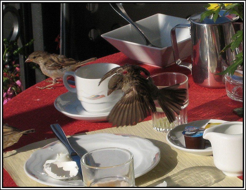 An einem Frhstckstisch in Luzern: Ein Spatz im Landeanflug. (Juli 2009)