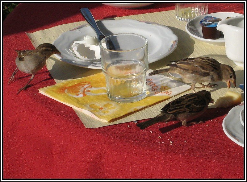 An einem Frhstckstisch in Luzern: Spatzen rumen auf! Ich war etwas erstaunt, dass sie es nicht nur auf die blichen Krmel und Eierschalen, sondern auch auf Kse abgesehen hatten. (Juli 2009)