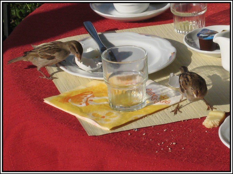 An einem Frhstckstisch in Luzern: Spatzen rumen auf! (Juli 2009)