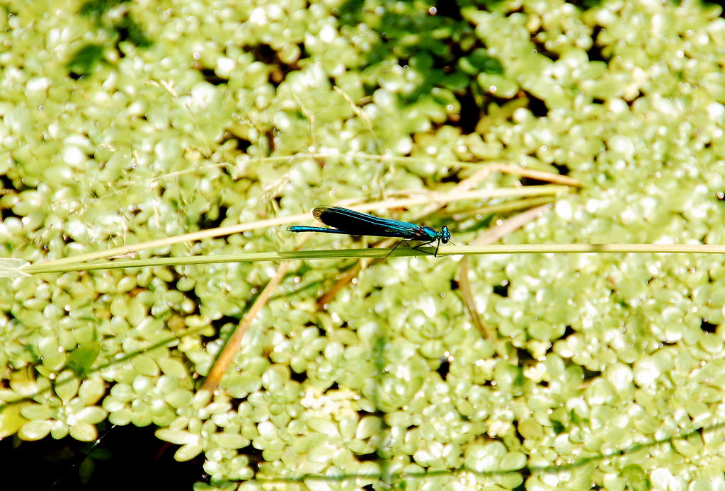 An einem kleinen Bachlauf in Korschenbroich sitz diese Prachtlibelle auf einem Grashalm in der Sonne und wartet auf einen paarungswilligen Partner.....denn so ein Libellenleben ist recht kurz....10.6.2012