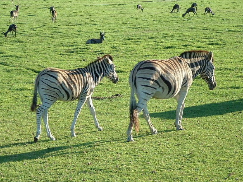 An einigen Stellen der Kapgegend sind die Grevy-Zebras zuhause und kuemmern sich nicht um anderes Getier. Suedafrika.