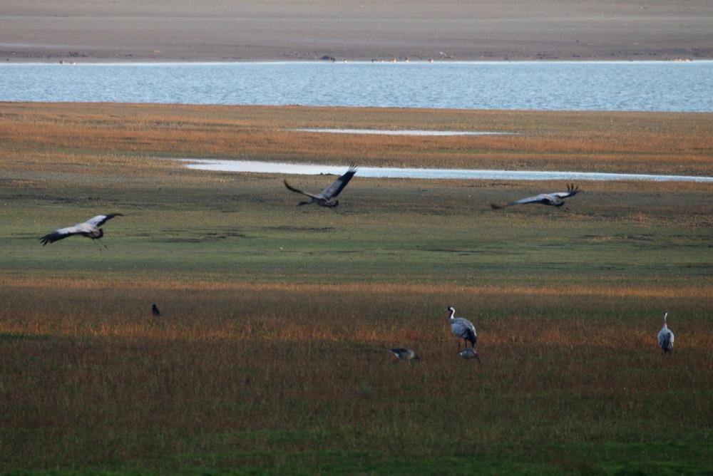 An jedem Novemberabend kommen gegen 17.00 Uhr 10.000de Kraniche von ihren Nahrungspltzen in der Champange zurck zu ihren Schlafpltzen am Lac du Der geflogen; 17.11.2011