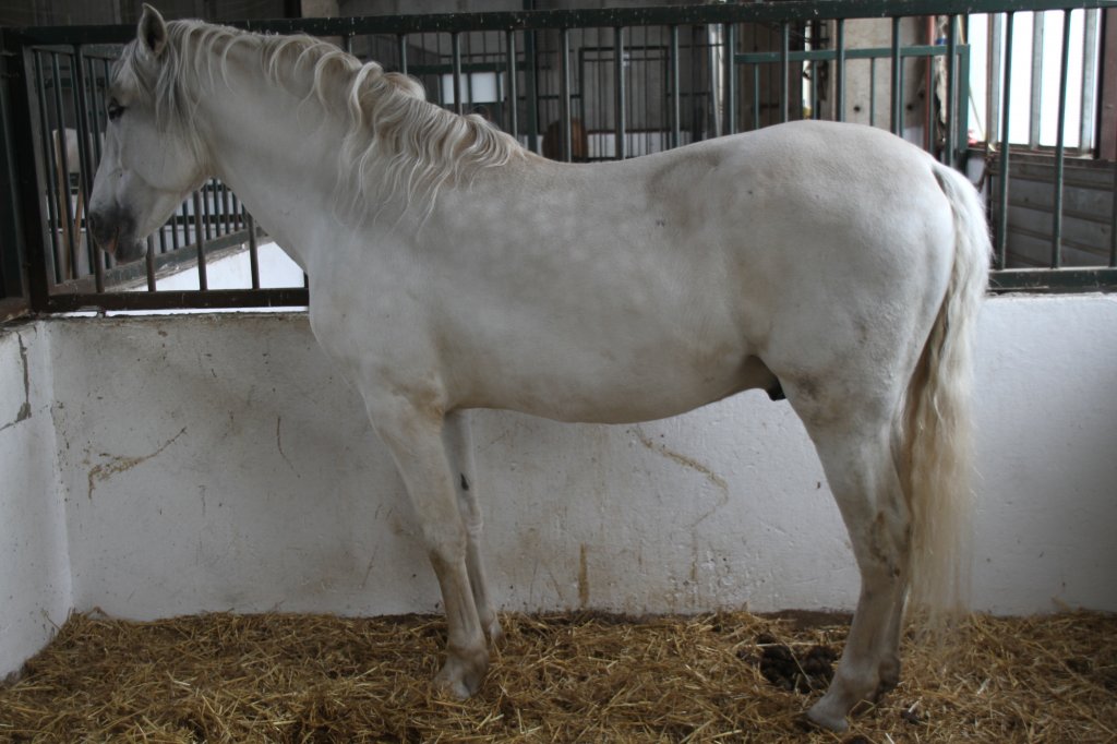 Andalusier am 2.5.2010 im Freizeitpark Memleben. Diese Rasse stammt aus Spanien.