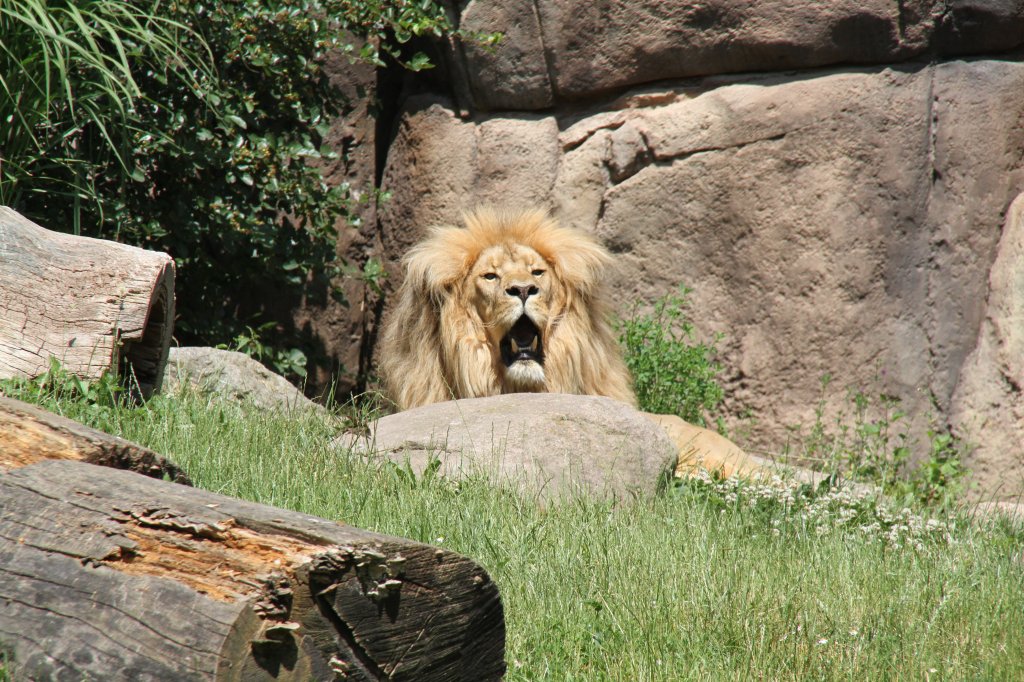 Angola-Lwe (Panthera leo bleyenberghi) am 27.6.2010 im Leipziger Zoo.