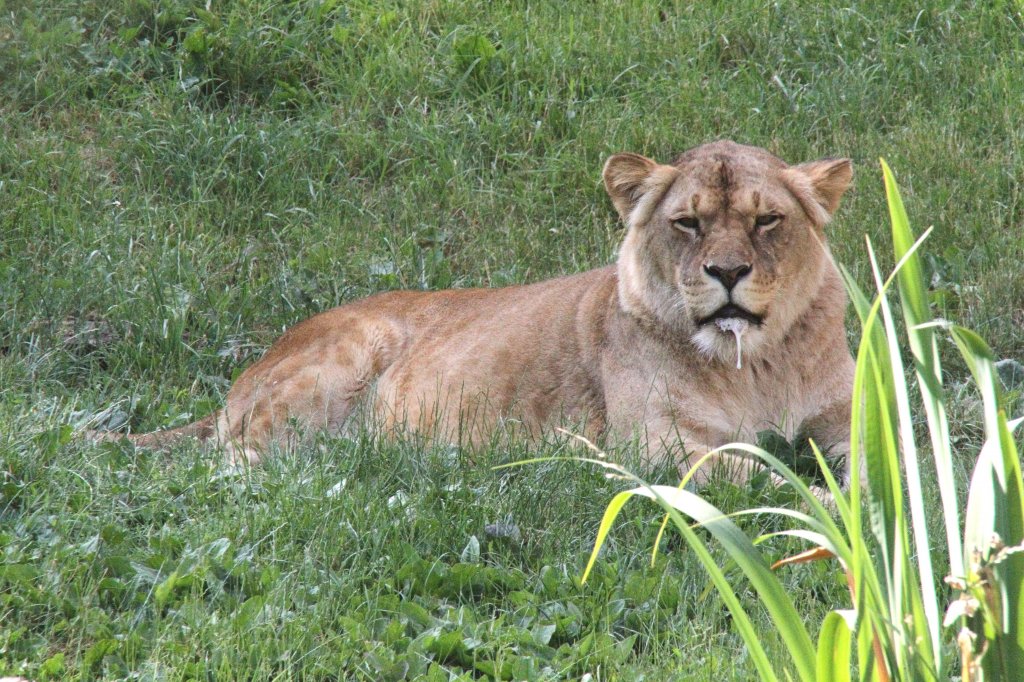 Angola-Löwin (Panthera leo bleyenberghi) am 26.6.2010 im Leipziger Zoo.
