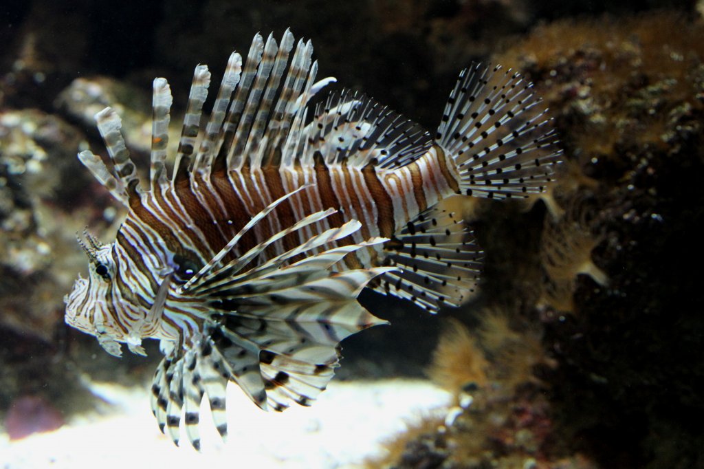 Antennen-Feuerfisch (Pterois antennata) am 19.3.2010 im Zooaquarium Basel.