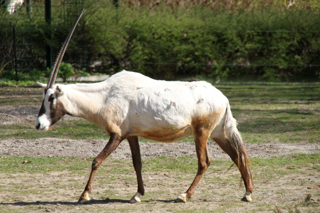 Arabische Oryx (Oryx leucoryx) im Tierpark Berlin.