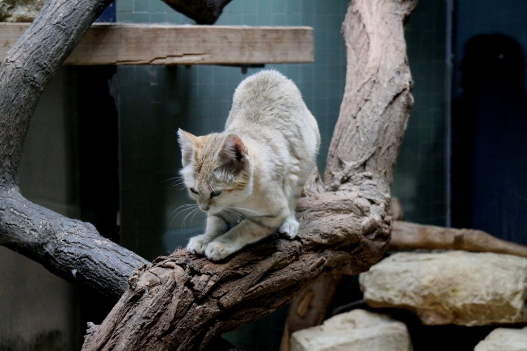 Arabische Sandkatze (Felis margarita harrisoni) am Kratzbaum. Zoo Berlin am 25.2.2010.