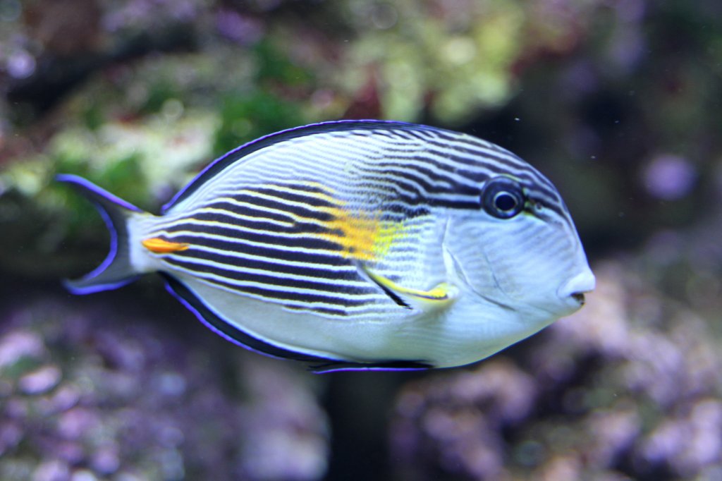 Arabischer-Doktorfisch (Acanthurus sohal) am 23.4.2010 im Meeresaquarium Zella-Mehlis.