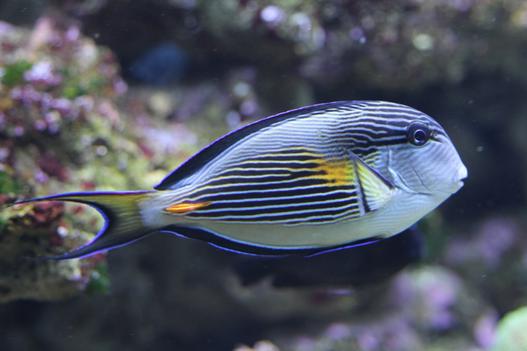 Arabischer Doktorfisch (Acanthurus sohal) am 23.4.2010 im Meeresaquarium Zella-Mehlis.