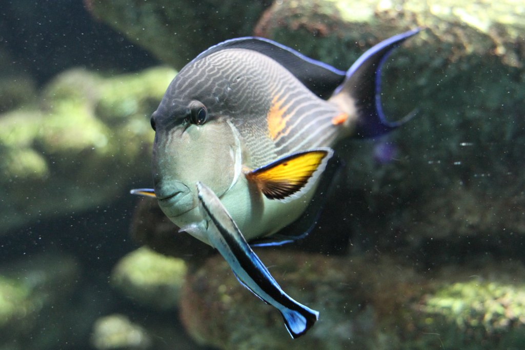 Arabischer Doktorfisch (Acanthurus sohal) bei der Putzerstation. Zooaquarium Basel am 19.3.2010.