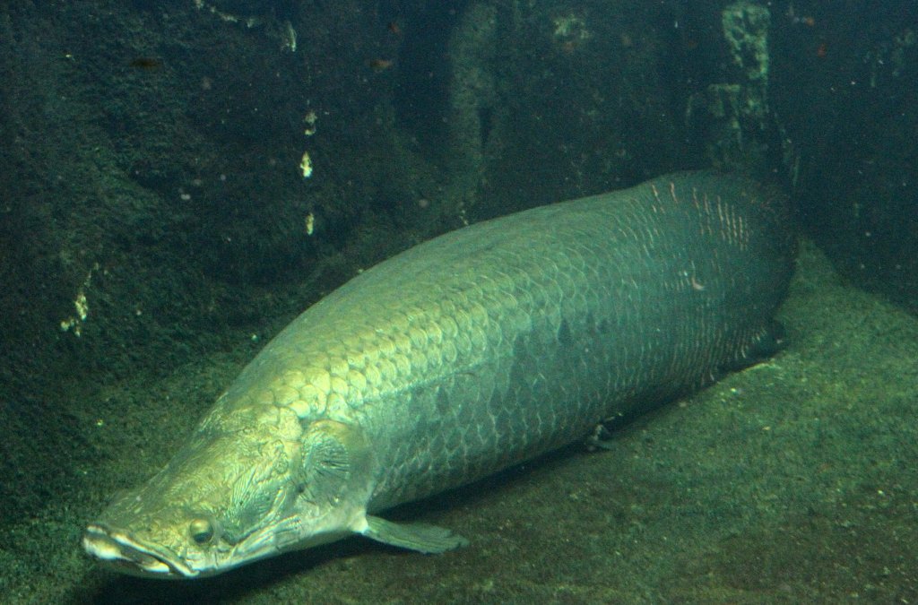 Arapaima (Arapaima gigas) am 12.3.2010 im Zooaquarium Berlin.