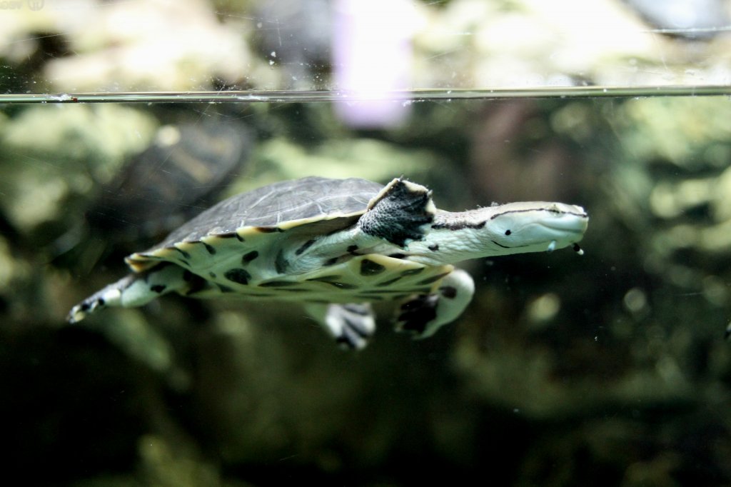 Argentinische Krtenkopfschildkrte (Phrynops hilarii) am 12.3.2010 im Zooaquarium Berlin.