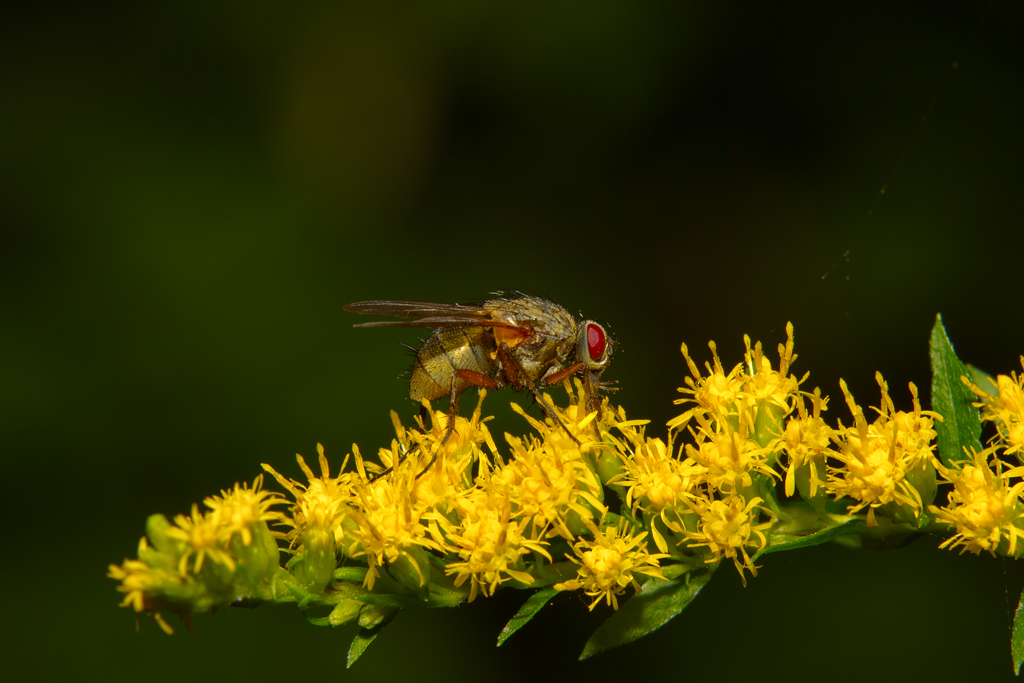 Arglose Fliege landet in der Nhe dreier Spinnen. - Sep. 2012