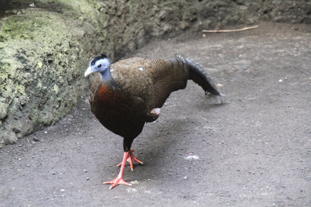 Argusfasan (Argusianus argus) am 11.3.2010 im Zoo Berlin.