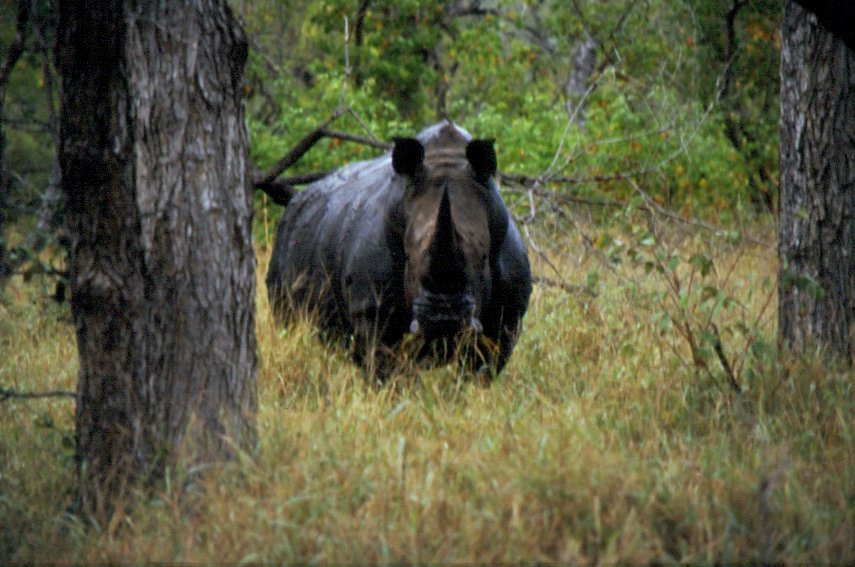 Argwhnisch beobachtet dieses Breitmaulnashorn die Teilnehmer auf einer Fotosafaritour im Sabi Sabi Private Game Reserve im Mai 1990