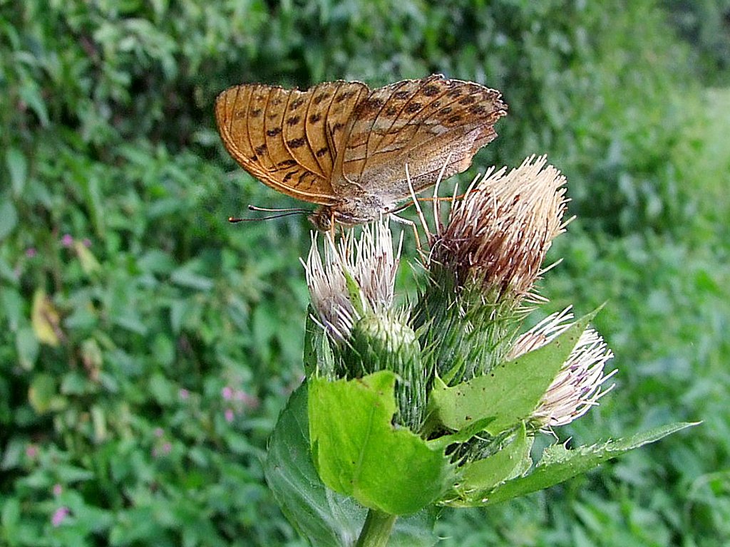 (Argynnis paphia)Kaisermantel-Weibchen stbert in Distelblten nach Nahrung;100808